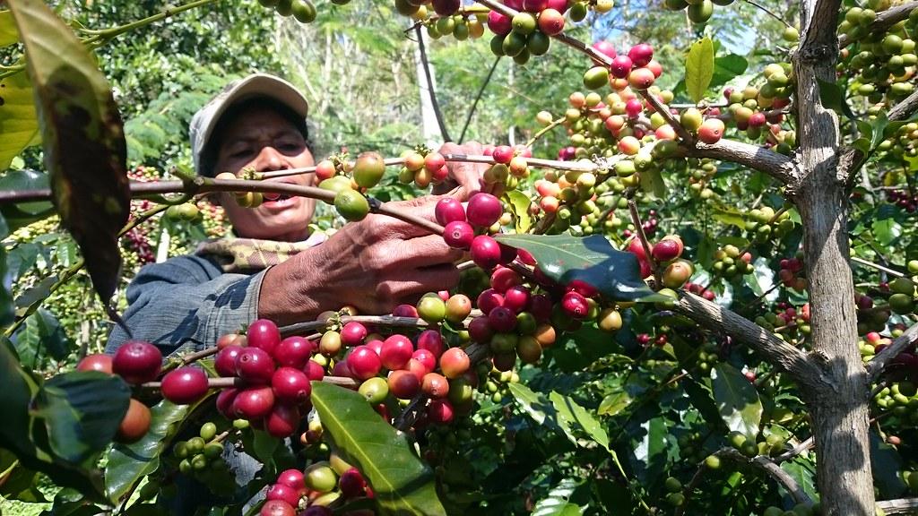 kopi khas flores