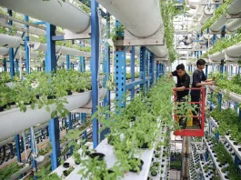 Ladang Farm: Pertanian Vertikal Modern di Tengah Kota Jakarta