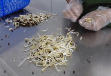 Sumber Urip Farm (SUFARM): Di Balik Pabrik Tauge yang Bisa Memproduksi 7 Ton Sehari