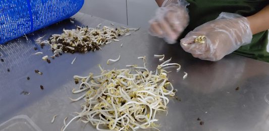 Sumber Urip Farm (SUFARM): Di Balik Pabrik Tauge yang Bisa Memproduksi 7 Ton Sehari