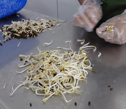 Sumber Urip Farm (SUFARM): Di Balik Pabrik Tauge yang Bisa Memproduksi 7 Ton Sehari