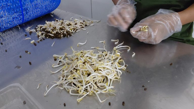 Sumber Urip Farm (SUFARM): Di Balik Pabrik Tauge yang Bisa Memproduksi 7 Ton Sehari